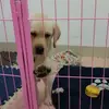 马分分