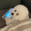 赴粤ovo