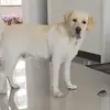 栗子宝贝