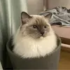 失落的沃尔夫2