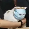 薄雾浓-