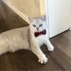 Joey丶P