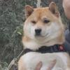 粟晗