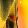 筱鑫家长