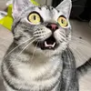 皇家观澜