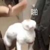 小四只有一米四
