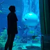 -高-
