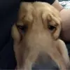 揣刀的诗人
