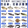 南宁洛里昂小严