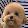 红围脖