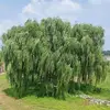 青岛小哥9527