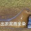 菜C罗