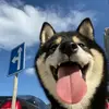 忘记了怎么赢