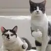 威廉姆李