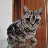 linplus