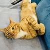 不关橙猫猫的事哦