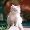 如歌的柔板