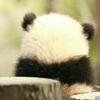 大导师的金苹果