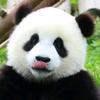 后悔没早点看球