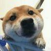球迷23285682