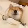 辽宁前腰小曹2