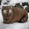 九日日日日日