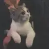 梦里梦回