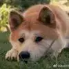 一曲红苕