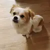 无心之恋芹菜