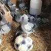 老枪儿