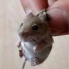 小猪皮哥