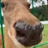 宝气丶