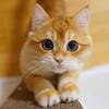 小猫踢皮球