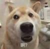 神奇的海螺啊