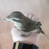 曼月乐