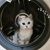 郁闷的猪