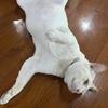 游客_emqarcns