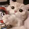 STKpipi