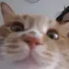 来上一脚8
