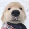 Snoy1