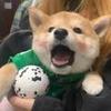 蓝色的曼乔