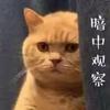 高天天天天天天