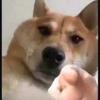 樱花drop忆往昔