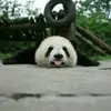 风倒着吹