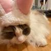 猴儿香蕉有毒-