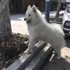 沉默是金球迷