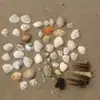 大火星仁