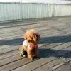 Tim杨
