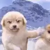 安德烈亚A皮尔洛