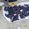 辽宁梅纳乌球场小向1